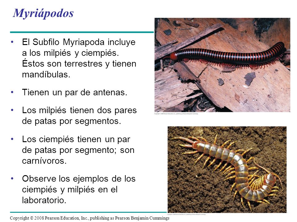 SUBFILO MYRIAPODA EBOOK SUBFILO MYRIAPODA EBOOK